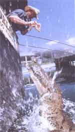 gatorland - feed the gators !